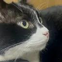 ニシ ユリカのプロフィール画像