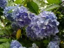 池田 藍香のプロフィール画像
