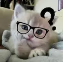 ⟡.* HINAのプロフィール画像
