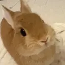 hiyo lunaのプロフィール画像