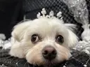 高森 としえのプロフィール画像
