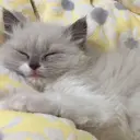 はる -alraのプロフィール画像