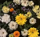 renelle Hidakaのプロフィール画像
