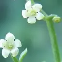 元住吉ネイルサロン ナチュレのプロフィール画像