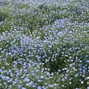 Fuka 🏵️のプロフィール画像