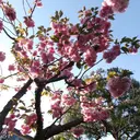 郷原 未来のプロフィール画像