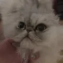 野崎 ややのプロフィール画像