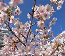 菊井 媛のプロフィール画像