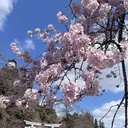 MAQUIA奥州水沢 🐈小岩🐈のプロフィール画像