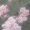 rina ⟡.· 吉祥寺のプロフィール画像