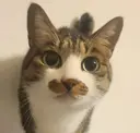 安本 マイのプロフィール画像