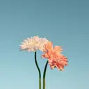 かわい さつきのプロフィール画像