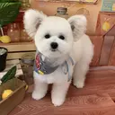 Aimu 🍒のプロフィール画像