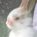 阿部 桃香のプロフィール画像