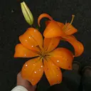 Baba Hatsumiのプロフィール画像