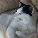 吉田 ほののプロフィール画像