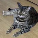 じょーじ ☆のプロフィール画像