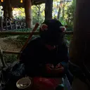 わたらい しせのプロフィール画像