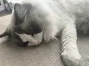 ケイ ちゃんのプロフィール画像