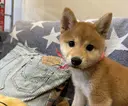 上須田 なえのプロフィール画像