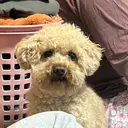 fill 森 俊介のプロフィール画像