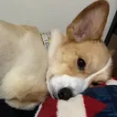 miel rikaのプロフィール画像