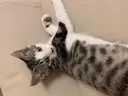 komatsu 🫧のプロフィール画像