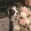 Aura Nail ✨しう✨のプロフィール画像