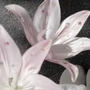 M.wish Satsukiのプロフィール画像