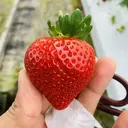 サイナ ネイルのプロフィール画像