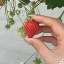 土肥 愛菜のプロフィール画像