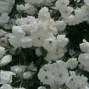 WHITE NAIL 新潟店　nanamiのプロフィール画像