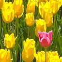 scré as Ételのプロフィール画像