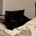 crescent eye aのプロフィール画像