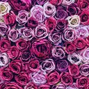 渡部 登美子のプロフィール画像