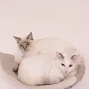 佐藤 香織のプロフィール画像