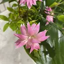 Haya Sayoのプロフィール画像