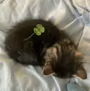 藤原 七海のプロフィール画像