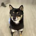 トレンド眉🌈✨ RISAのプロフィール画像