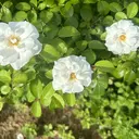 e.m. マヒロのプロフィール画像