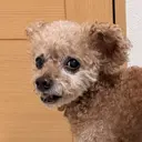Ruff cuttersのプロフィール画像