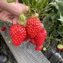 藤 璃穏のプロフィール画像