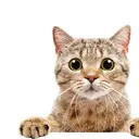 イノウエ モモコのプロフィール画像