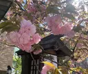 ル・プランタン🌿 Amiのプロフィール画像