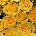 kuma ayakaのプロフィール画像