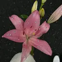 rika Rgrace表参道のプロフィール画像