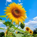 ゆき 🌻ひまわりサロンのプロフィール画像