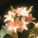 柚 ˖ ࣪⊹のプロフィール画像