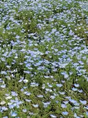 サージュクロレ 今泉のプロフィール画像