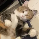 _WHITE Renのプロフィール画像